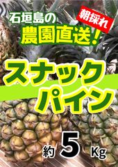 甘い樹実り完熟スナックパイン❣️生産量日本一の東村のパイナップル