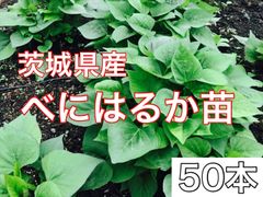 千葉県産べにはるか苗30本送料込み - メルカリ