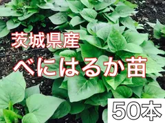2026年最新】紅はるか苗の人気アイテム - メルカリ
