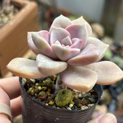 【ぺこたんさん確認用】ブルーシャトウ②【抜き苗】 多肉植物 ブルーシャトー ① 抜き苗 4/17 - メルカリ