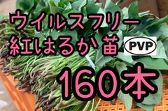 特選品】紅はるか苗☆170本 5月下旬から発送開始 - メルカリ