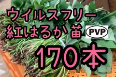 2026年最新】紅はるか 苗の人気アイテム - メルカリ