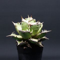 アガベ ホリダ根っこつよし5号検索チタノタ オテロイ - メルカリ