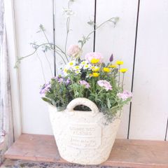 新品種❤︎ペチュニア【ハニーナッツ】の籠寄せ植え♡母の日gift 新品種❤︎ペチュニア【ハニーナッツ】の籠寄せ植え♡母の日gift