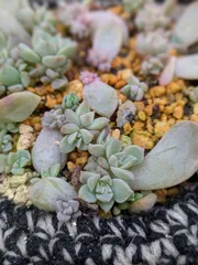 多肉植物　白牡丹　４つ　葉挿し苗　抜き苗のサムネイル
