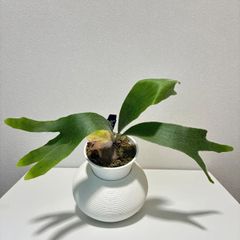カカオの苗木 2鉢セット - メルカリ