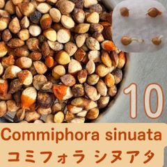 3月入荷 3粒 ボスウェリア・オクルタ Boswellia occulta 種子 - メルカリ