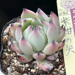 多肉植物ミックスベリア♡紫紺の矢❤︎抜き苗(根付き)