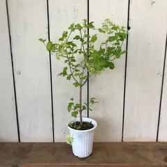 【白玉毬咲き】スノーボール 5号鉢 ／ オオテマリ 落葉低木 庭木 切り花 ドライフラワー シンボルツリー