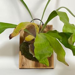 P.Ngaesai sporeling コウモリラン 壁掛け - メルカリ