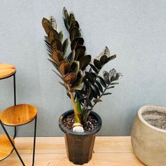 黒葉がカッコいい‼︎ ザミオカルカス レイヴン 6号鉢 観葉植物 - メルカリ