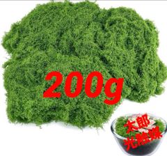 光触媒 人工観葉植物 ウォールグリーン フェイクグリーン アスパラガス 