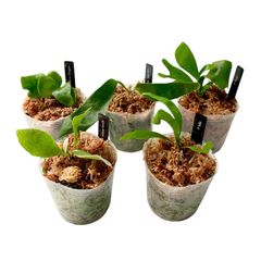 JackRad様確認用】胞子培養株5品種+2株セット/ビカクシダ - メルカリ