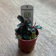 Bucephalandra sp. Rainbow Blue Marble美株 - メルカリ