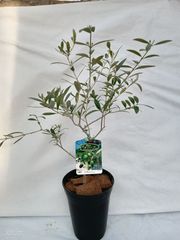 引き取り限定 オリーブ ネバディロブランコ 植木 庭木 シンボルツリー