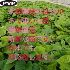 1500本4月上旬発送分茨城県産紅はるかさつまいも苗ウイルスフリーバイオ苗 ウイルスフリー】紅はるか苗 100本 茨城県産 - メルカリ