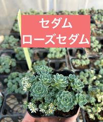 セダム アトランティス 全部 ラベル付き正規品 6/16迄速達便 - メルカリ
