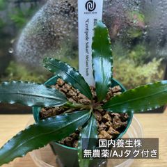 ブセファランドラ.sp クダガン 大型水上株3ポット［A］【無農薬