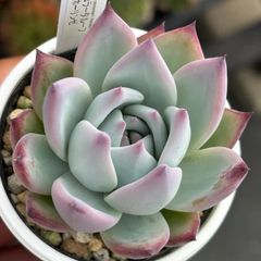 ☆超レア美苗！☆ザラゴーサSPノバ（子株2付き）多肉植物（土ポット