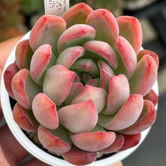 優木園　ザラゴーサSPノバ　札付き　メルカリ便配送 楽天市場】多肉植物 yukエケベリア ザラゴーサspノバ 多肉植物 優木園