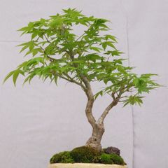 紅葉 もみじ 紅葉盆栽 もみじ盆栽 楓 カエデ 盤根 - メルカリ