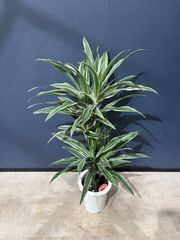 現品］【希少】86番 ドラセナ ジェイドジュエル 8号 観葉植物 室内