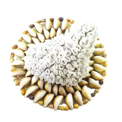 珊瑚 サンゴ キクメイシ 菊目石 白珊瑚 タカラ貝 敷物 オブジェ hhst01