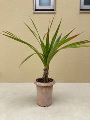 現品 チャメロプス 33番 観葉植物 インテリアグリーン ドライガーデン