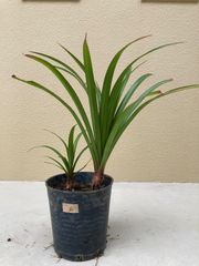 キンリョウヘン原種 2鉢セット 花芽計3付 - メルカリ