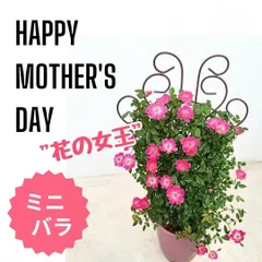 予約受付中【真珠貝】ミニつるバラの鉢植え　鉢花　花鉢　4号鉢　ガーデニング　ピンク　薔薇　母の日　ギフト　花　ギフトラッピングOK