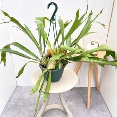 現品］H ビカクシダ コウモリラン 観葉植物 室内 おしゃれ 吊り下げ
