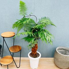 エバーフレッシュ 145cm 8号 S-shaped tree form - メルカリ
