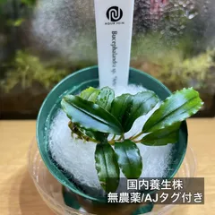 【1年養生/AJタグ付】 sp. 