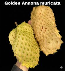 カカオ クリオロ種 実生苗 Theobroma cacao 'Criollo' - メルカリ