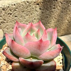 多肉植物 ラブリーローズ錦 1苗 大苗 ① カット苗 - メルカリ