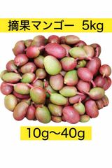 摘果マンゴー 5kg 宮古島産 予約受付中 - メルカリ