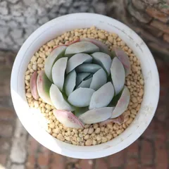 多肉植物 エケベリア 雲影 永遠ラベル付き Echeveria 観葉植物 紅葉 自社栽培 群馬県産 エケベリア販売 多肉植物通販 園芸 ベランダガーデン