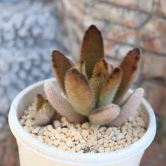 多肉植物　カランコエhyb. 　Keokea ケオケア　カット苗 多肉植物 カランコエhyb. Keokea ケオケア カット苗 - メルカリ