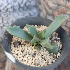 雷神波 フォーカリア 多肉植物 Faucaria tigrina 'Raijinwa' 希少種 美苗 寄せ植え 観葉植物 多肉永遠 ガーデニング フォーカリア通販 多肉植物販売 庭作りのサムネイル