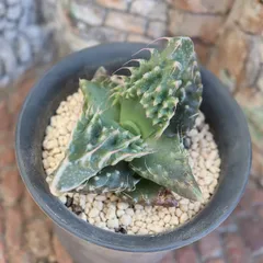 嶽竜波 フォーカリア 多肉植物 Faucaria tigrina 'Gakuryunami' 美苗 ドライガーデン ビザールプランツ 観葉植物 多肉永遠 ガーデニング フォーカリア通販 多肉植物販売のサムネイル