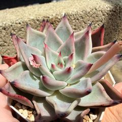 紅花ビット錦／ダウニー錦 多肉植物 エケベリア 美斑入り 新種 抜き苗