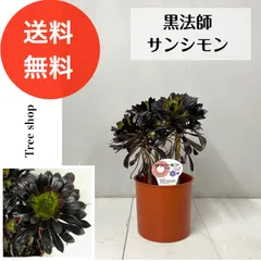 黒法師 【送料無料】サンシモン アエオニウム 18㎝プラ鉢 6号鉢 高さ0.4ｍ(鉢込み) 幅0.2ｍ 多肉植物 インテリア ドライガーデン 人気 おしゃれのサムネイル