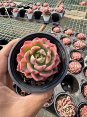 Z6132×24株 ゲンム 抜き苗 多肉植物 アエオニウム エケベリア サボテン