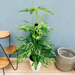 ［現品］19番　マドカズラ　ミント　斑入り　7号　観葉植物　室内　かわいい　綺麗　モンステラ　受け皿付きのサムネイル
