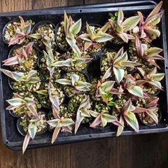 アガベ チタノタ ’スナグルトゥース’（Agave titanota 'Snaggle Tooth'）抜き苗1株のサムネイル