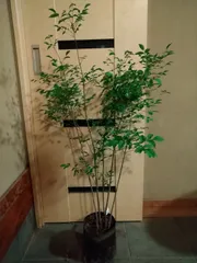 アオダモ株立ちNo.㊽（さっちん様専用ページ）