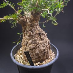 5号サイズ【塊根植物】アデニウム アラビカム モンスター 鉢ごと配送