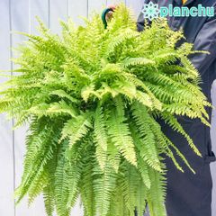 PLANCHU 観葉植物 ネフロレピス ハッピーゴールデン 8号吊り鉢 育て方 