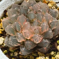 さ*️様 紫王オブツーサ錦 親株 超美株 ハオルチア 観葉植物 80 - メルカリ