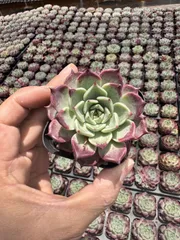 新入荷 ナイト×24株 Z6221抜き苗 多肉植物　詰め合わせ アエオニウム エケベリア サボテン 韓国苗
